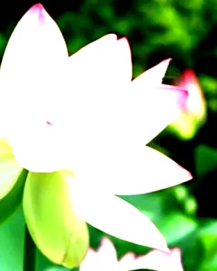 Lotus