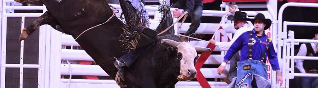 Xtreme Bulls